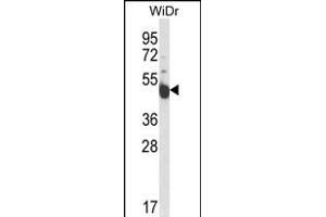 Western blot analysis of INSC Antibody (Center) (ABIN653657 and ABIN2842997) in WiDr cell line lysates (35 μg/lane). (INSC antibody  (AA 410-437))