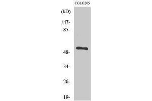 Western Blotting (WB) image for anti-Tigger Transposable Element Derived 3 (TIGD3) (C-Term) antibody (ABIN3187266) (TIGD3 antibody  (C-Term))