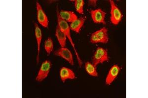 IF analysis of SFPQ using anti-SFPQ antibody (ABIN7603089) and anti-Tubulin Alpha antibody (ABIN7600339).