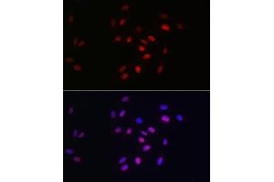 Immunofluorescence analysis of U2OS cells using HDGF Rabbit mAb (ABIN7267622) at dilution of 1:100 (40x lens). (HDGF antibody)