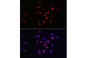Immunofluorescence analysis of U2OS cells using HDGF Rabbit mAb (ABIN7267622) at dilution of 1:100 (40x lens). (HDGF antibody)