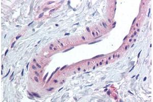 Anti-KCNMA1 antibody  ABIN1048989 IHC staining of human breast, vessel. (KCNMA1 antibody  (Internal Region))