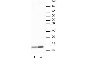 Histone H4K5ac antibody (pAb) tested by Western blot. (Histone H4 antibody  (acLys5))