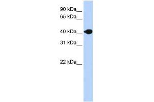 WB Suggested Anti-DNASE2B Antibody Titration:  0. (DNASE2B antibody  (N-Term))