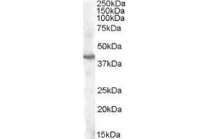 Western Blotting (WB) image for anti-Pituitary Homeobox 3 (PITX3) (AA 29-40) antibody (ABIN292460) (PITX3 antibody  (AA 29-40))