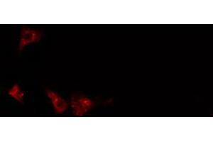 ABIN6274404 staining 293 cells by IF/ICC. (KSR2 antibody  (Internal Region))