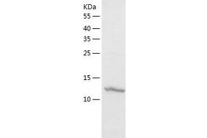 Western Blotting (WB) image for Polymerase (RNA) II (DNA Directed) Polypeptide F (POLR2F) (AA 1-127) protein (His tag) (ABIN7124522) (POLR2F Protein (AA 1-127) (His tag))