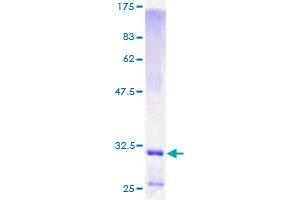 Image no. 1 for Defensin, beta 1 (DEFB1) (AA 1-68) protein (GST tag) (ABIN1351416) (beta Defensin 1 Protein (AA 1-68) (GST tag))