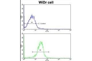 Flow cytometric analysis of widr cells using DAC Antibody (C-term)(bottom histogram) compared to a negative control cell (top histogram). (AADAC antibody  (C-Term))