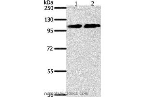 Western blot analysis of NIH/3T3 and Jurkat cell, using NFATC4 Polyclonal Antibody at dilution of 1:400 (NFATC4 antibody)