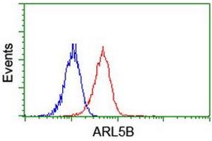 Image no. 1 for anti-ADP-Ribosylation Factor-Like 5B (ARL5B) antibody (ABIN1496721) (ARL5B antibody)