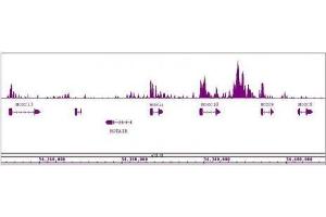 MLL / HRX antibody (pAb) tested by ChIP-Seq. (MLL/KMT2A antibody  (AA 2829-2883))