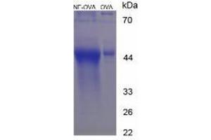 SDS-PAGE of Protein Standard from the Kit (OVA-NE). (Noradrenaline ELISA Kit)
