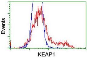 HEK293T cells transfected with either RC202189 overexpress plasmid (Red) or empty vector control plasmid (Blue) were immunostained by anti-KEAP1 antibody (ABIN2453954), and then analyzed by flow cytometry. (KEAP1 antibody)