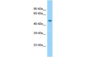 WB Suggested Anti-Slc17a2 Antibody Titration: 1.