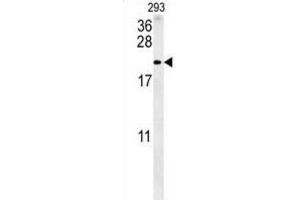 Western Blotting (WB) image for anti-Tachykinin, Precursor 1 (TAC1) antibody (ABIN3002474)