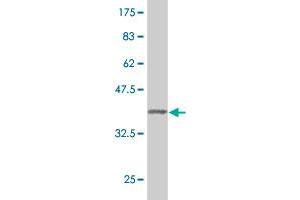 Western Blot detection against Immunogen (37. (CAMLG antibody  (AA 1-100))
