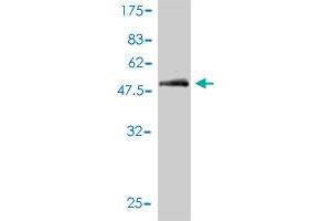 Western Blot detection against Immunogen (59. (CD1a antibody  (AA 1-311))