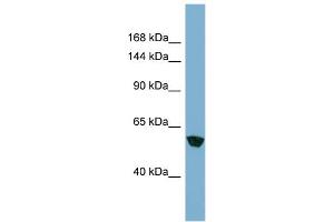 Host: Rabbit Target Name: MKLN1 Sample Type: HT1080 Whole Cell lysates Antibody Dilution: 1. (MKLN1 antibody  (N-Term))