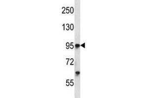 Tie1 antibody western blot analysis in K562 lysate. (TIE1 antibody  (AA 361-389))