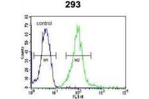 Flow cytometric analysis of 293 cells using IRF2BP2 Antibody (Center) Cat. (IRF2BP2 antibody  (Middle Region))