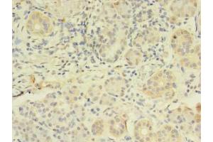 Immunohistochemistry (IHC) image for anti-FK506 Binding Protein 11, 19 KDa (FKBP11) (AA 28-154) antibody (ABIN7162815)