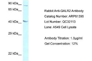 Western Blotting (WB) image for anti-Galanin Receptor 2 (GALR2) (C-Term) antibody (ABIN786413) (GALR2 antibody  (C-Term))