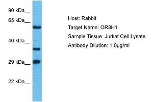 Host: Rabbit Target Name: OR8H1 Sample Type: Jurkat Whole Cell lysates Antibody Dilution: 1. (OR8H1 antibody  (C-Term))