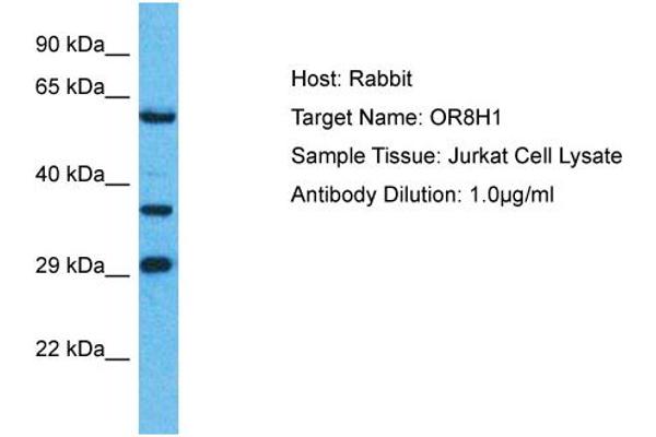 OR8H1 antibody  (C-Term)