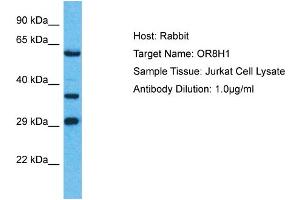 Host: Rabbit Target Name: OR8H1 Sample Type: Jurkat Whole Cell lysates Antibody Dilution: 1.