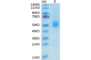 Mouse GFRAL on Tris-Bis PAGE under reduced condition. (GFRAL Protein (His-Avi Tag))