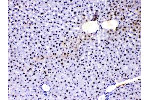 PC4 was detected in paraffin-embedded sections of rat liver tissues using rabbit anti- PC4 Antigen Affinity purified polyclonal antibody (Catalog # ) at 1 µg/mL. (SUB1 antibody  (C-Term))