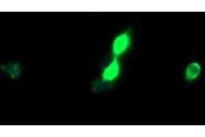 Image no. 1 for anti-Host Cell Factor C2 (HCFC2) antibody (ABIN1498602) (HCFC2 antibody)