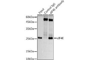 Immunoprecipitation analysis of 600 μg extracts of Mouse testis using 3 μg eIF4E antibody (ABIN7267048). (EIF4E antibody)