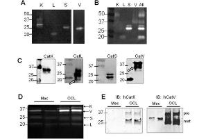 Western Blot results using Donkey Anti-Goat IgG FITC.