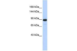 WB Suggested Anti-PDE3A Antibody Titration:  0.