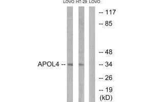 Western blot analysis of extracts from LOVO cells and HT-29cells, using APOL4 antibody. (Apolipoprotein L 4 antibody  (C-Term))