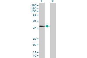 Western Blot analysis of FUT3 expression in transfected 293T cell line by FUT3 MaxPab polyclonal antibody. (FUT3 antibody  (AA 1-361))
