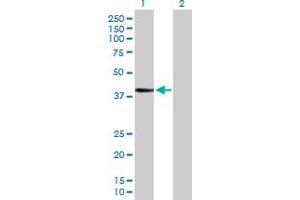 Western Blot analysis of FUT3 expression in transfected 293T cell line by FUT3 MaxPab polyclonal antibody.
