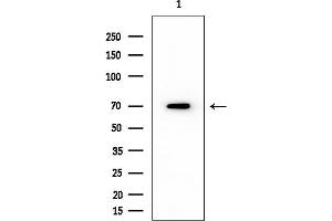 Western blot analysis of lysates from HUVEC cells, using Cyclin L1 Mouse Monoclonal Antibody at 1/1000 dilution.