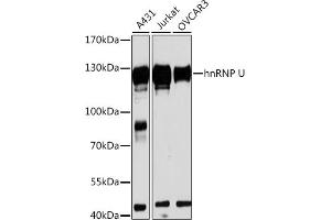 Western blot analysis of extracts of various cell lines, using hnRNP U antibody (ABIN1680323, ABIN3018279, ABIN3018280 and ABIN6220424) at 1:3000 dilution. (HNRNPU antibody  (AA 608-825))