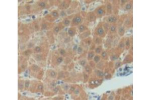 Figure. (CHI3L2 antibody  (AA 27-326))