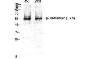 Western Blot (WB) analysis of specific cells using Phospho-CaMKIIalpha/beta/delta (T305) Polyclonal Antibody. (CaMKIIalpha/beta/delta (pThr305) antibody)