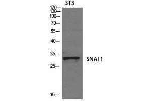 Western Blot analysis of 3T3 cells using SNAI1 Polyclonal Antibody at dilution of 1:1000. (SNAIL antibody)