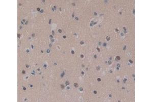 #VALUE! (CEBPD antibody  (AA 51-252))