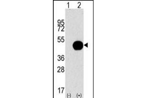 Western blot analysis of G4B (arrow) using purified Pab 1809d. (ATG4B antibody  (AA 258-284))