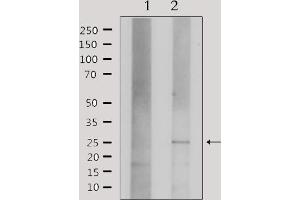 Western blot analysis of extracts from HepG2, using Claudin 3 Antibody. (Claudin 3 antibody  (C-Term))