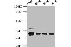 Western Blot Positive WB detected in Recombinant protein All lanes: vpx at 2.