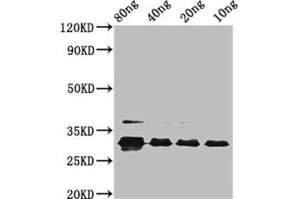 Vpx Protein (VPX) (AA 1-112), (subtype A) Antikörper