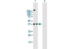 Western Blot analysis of EPCAM expression in transfected 293T cell line by EPCAM MaxPab polyclonal antibody. (EpCAM antibody  (AA 1-314))